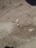 We found many bullets.  We marked the ones we found with 3 rocks to signify danger.